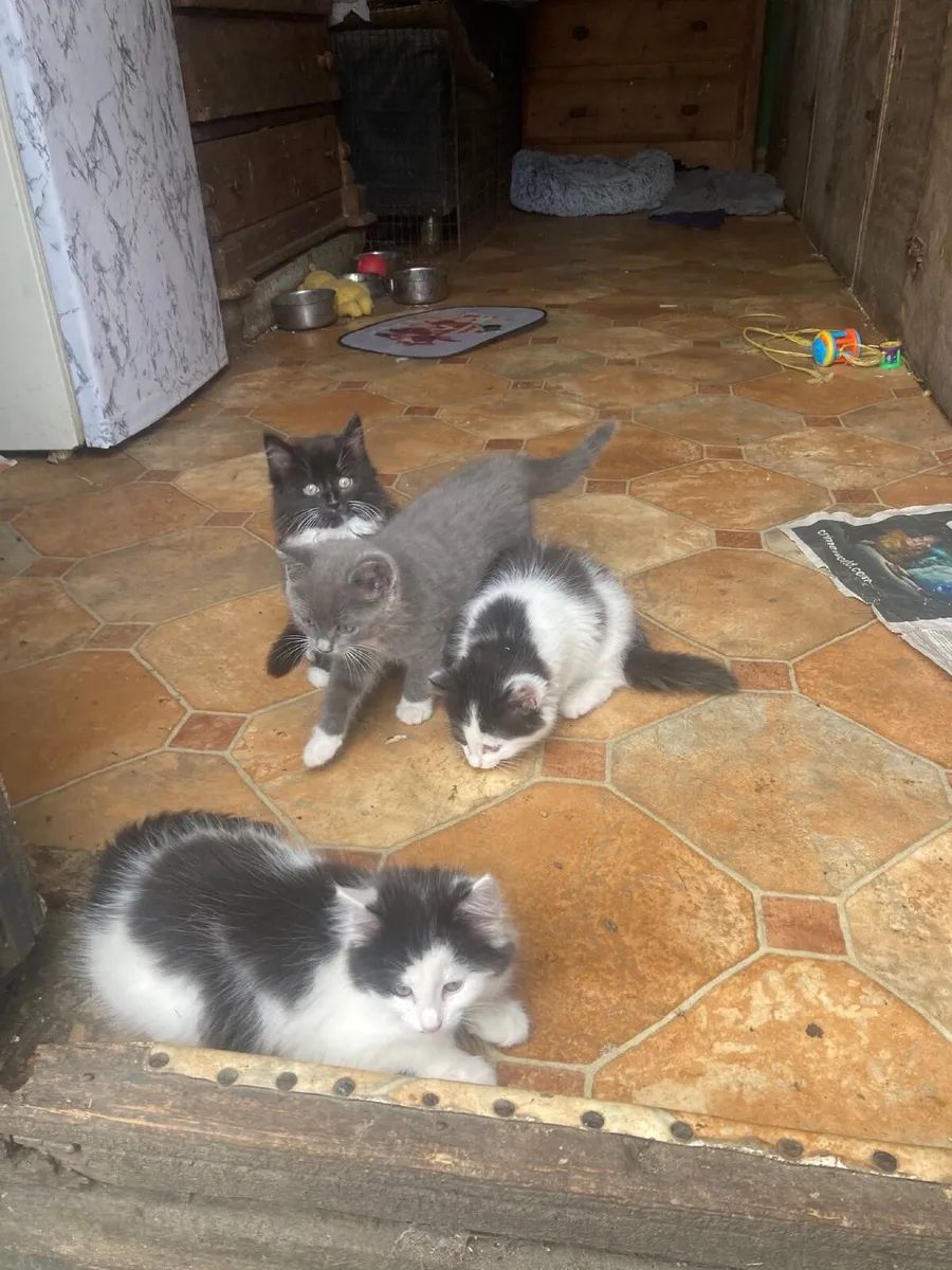 Kittens - Image 1