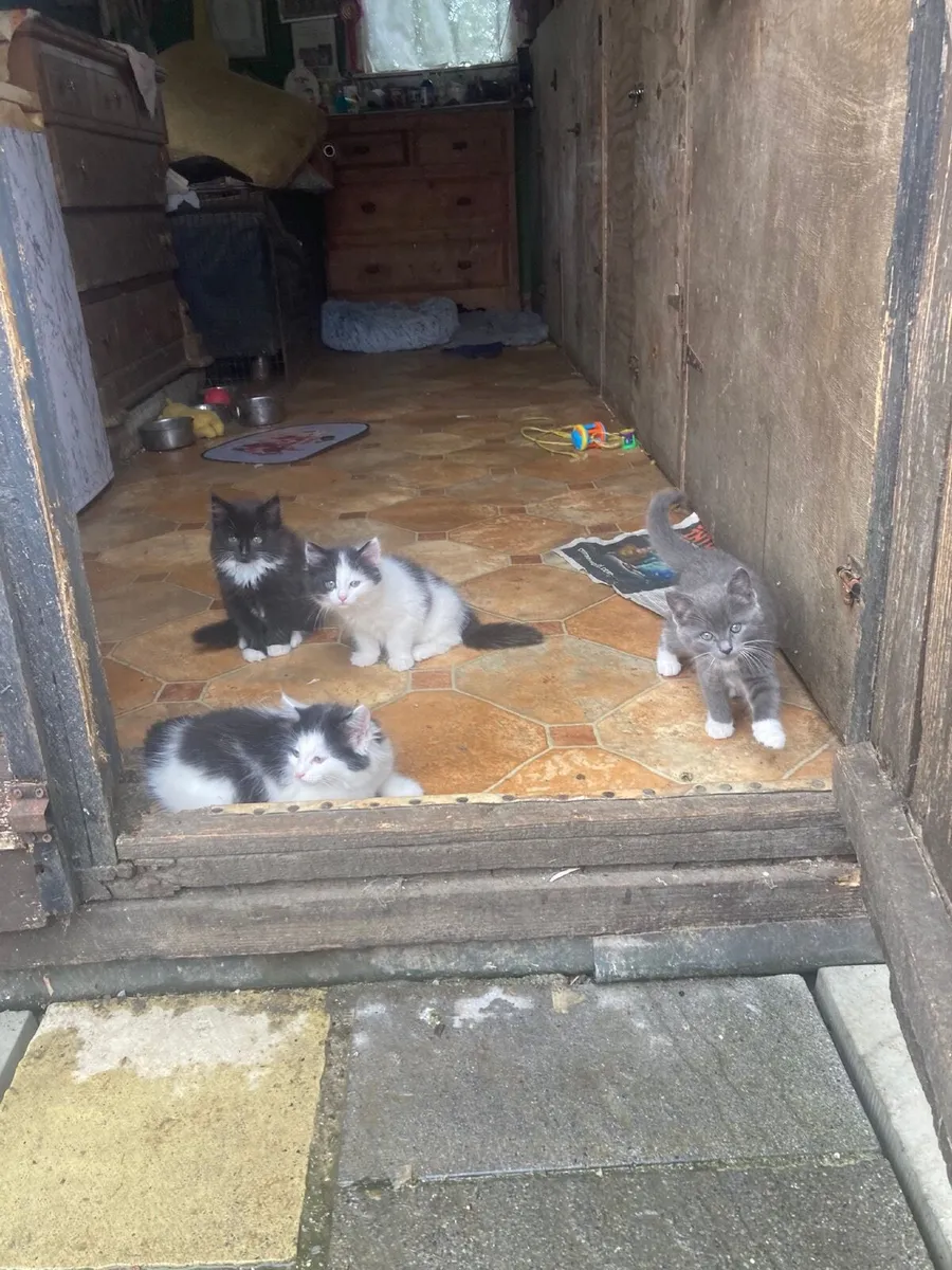 Kittens - Image 3