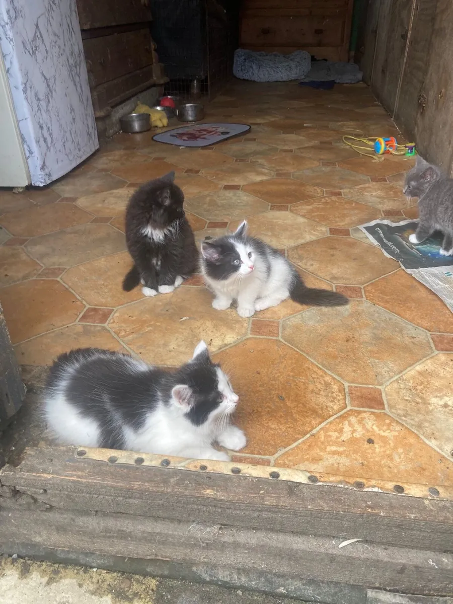 Kittens - Image 4