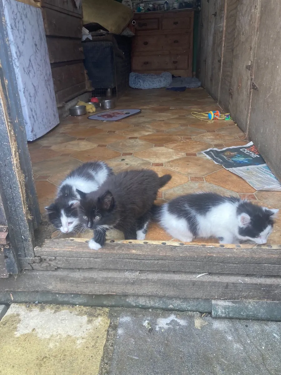 Kittens - Image 2
