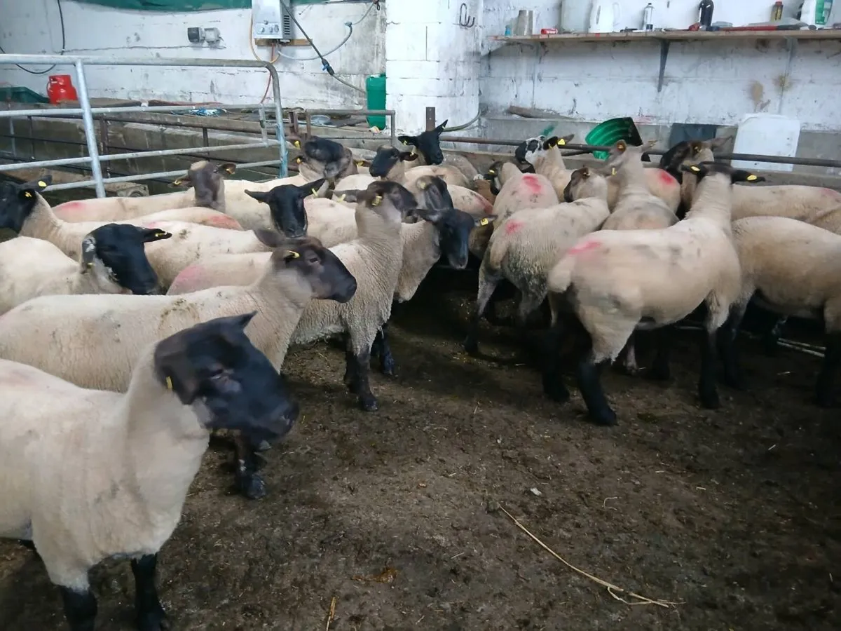 60 ewe hoggets for sale - Image 4
