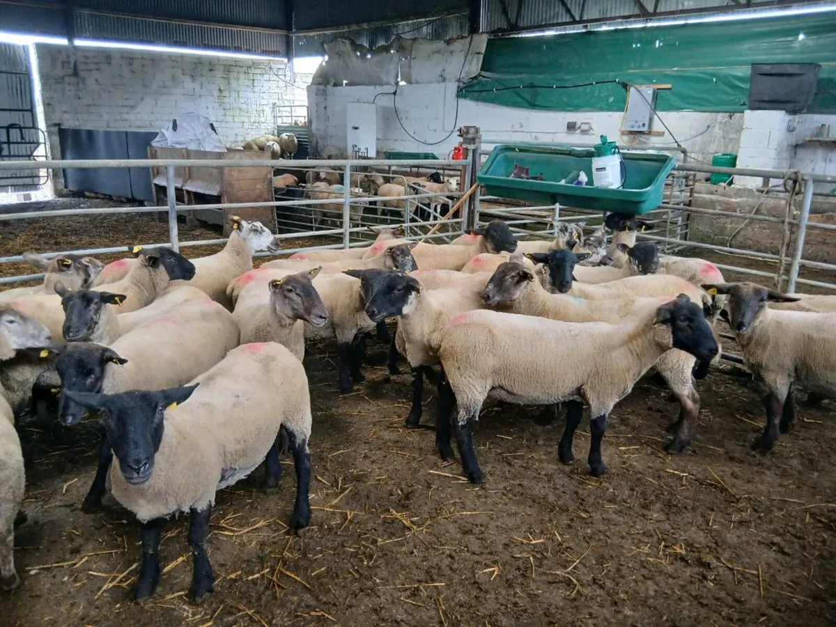 60 ewe hoggets for sale - Image 1
