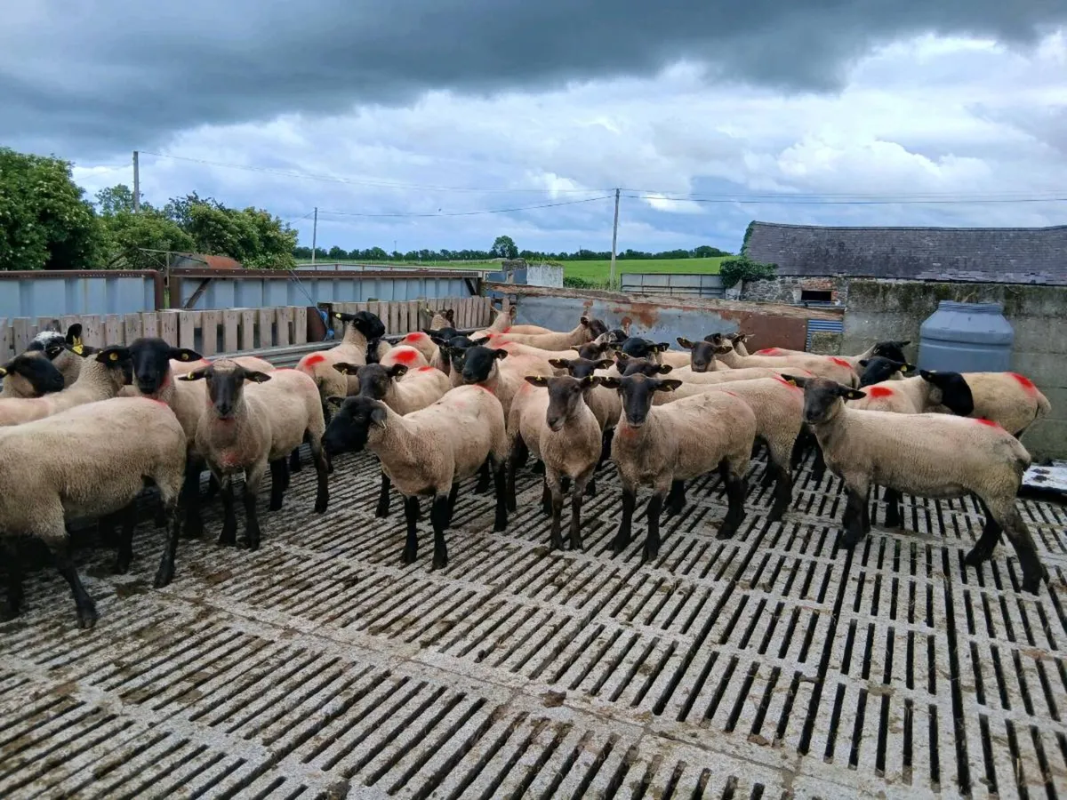 60 ewe hoggets for sale - Image 3