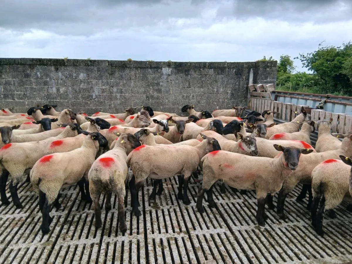 60 ewe hoggets for sale - Image 2