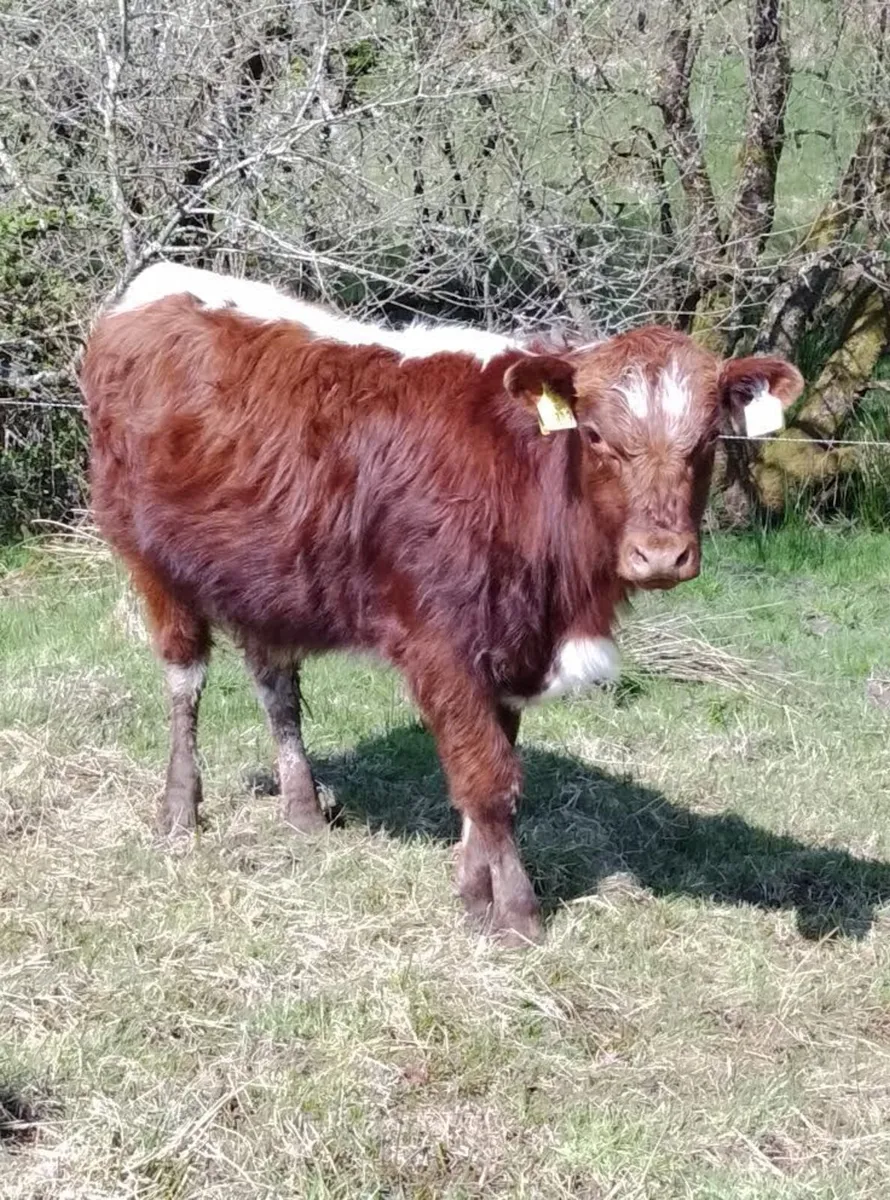 Irish Moiled Bull Pedigree Organic - Image 1