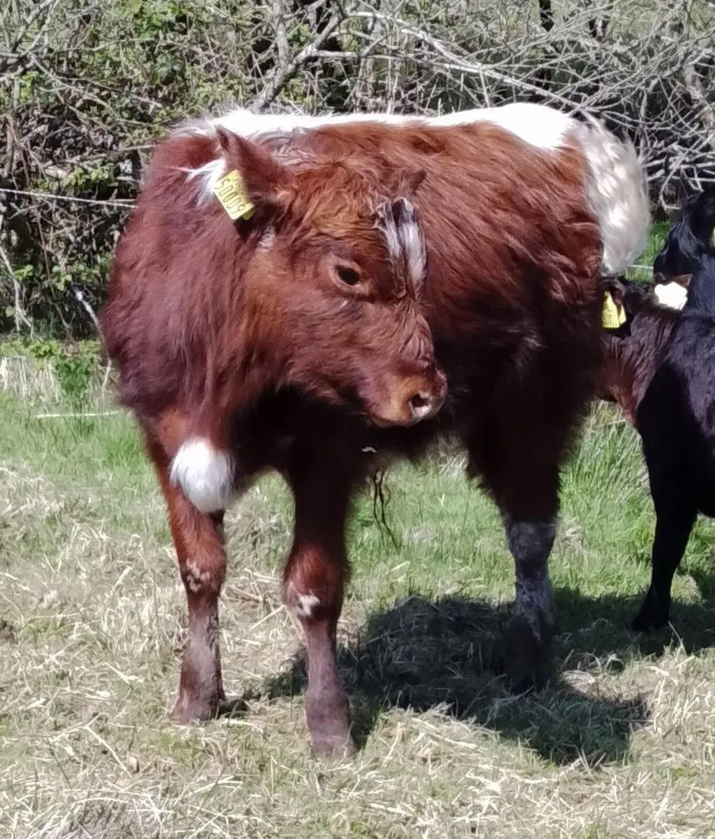 Irish Moiled Bull Pedigree Organic - Image 2