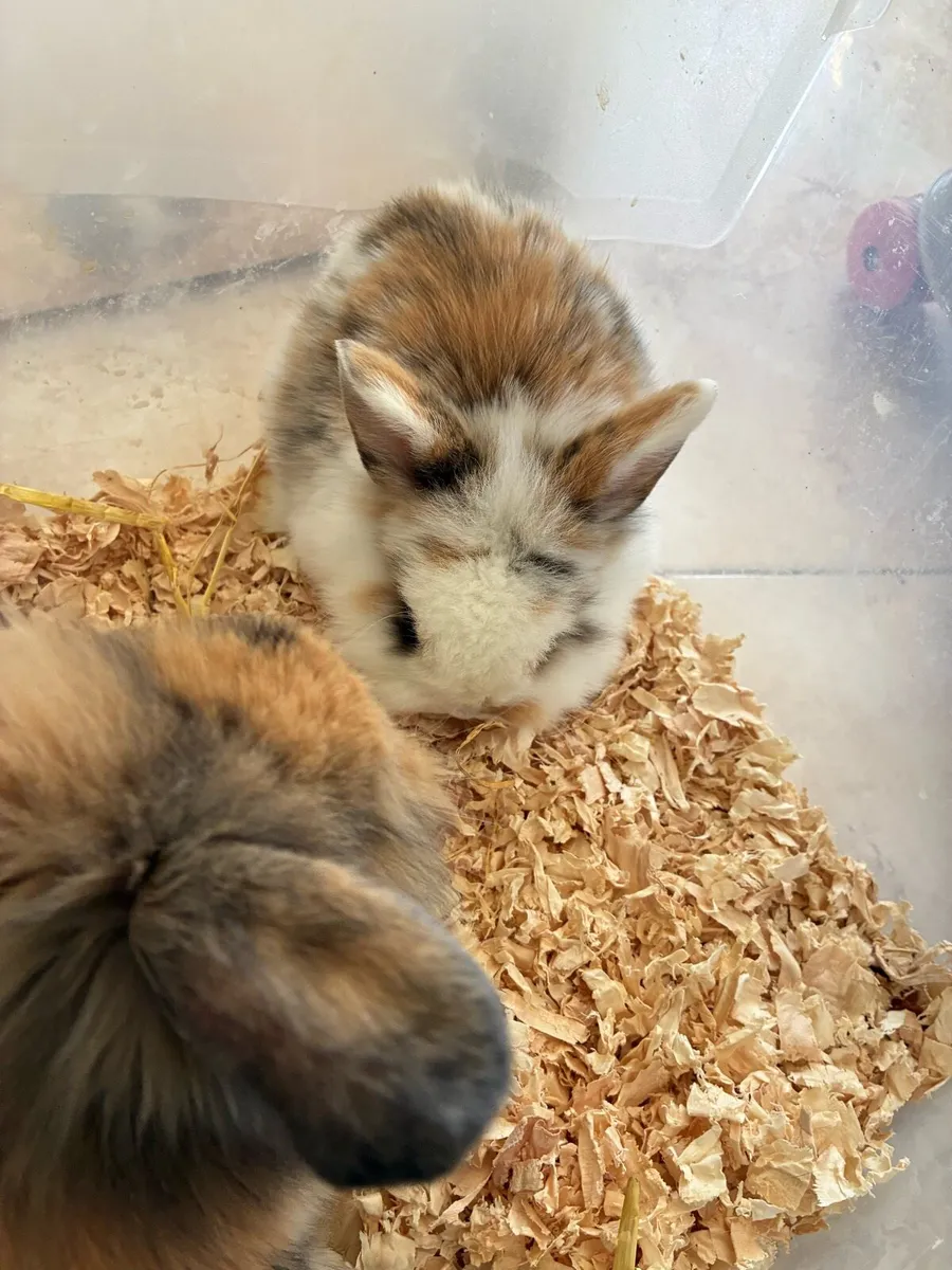 Baby rabbits - Image 1