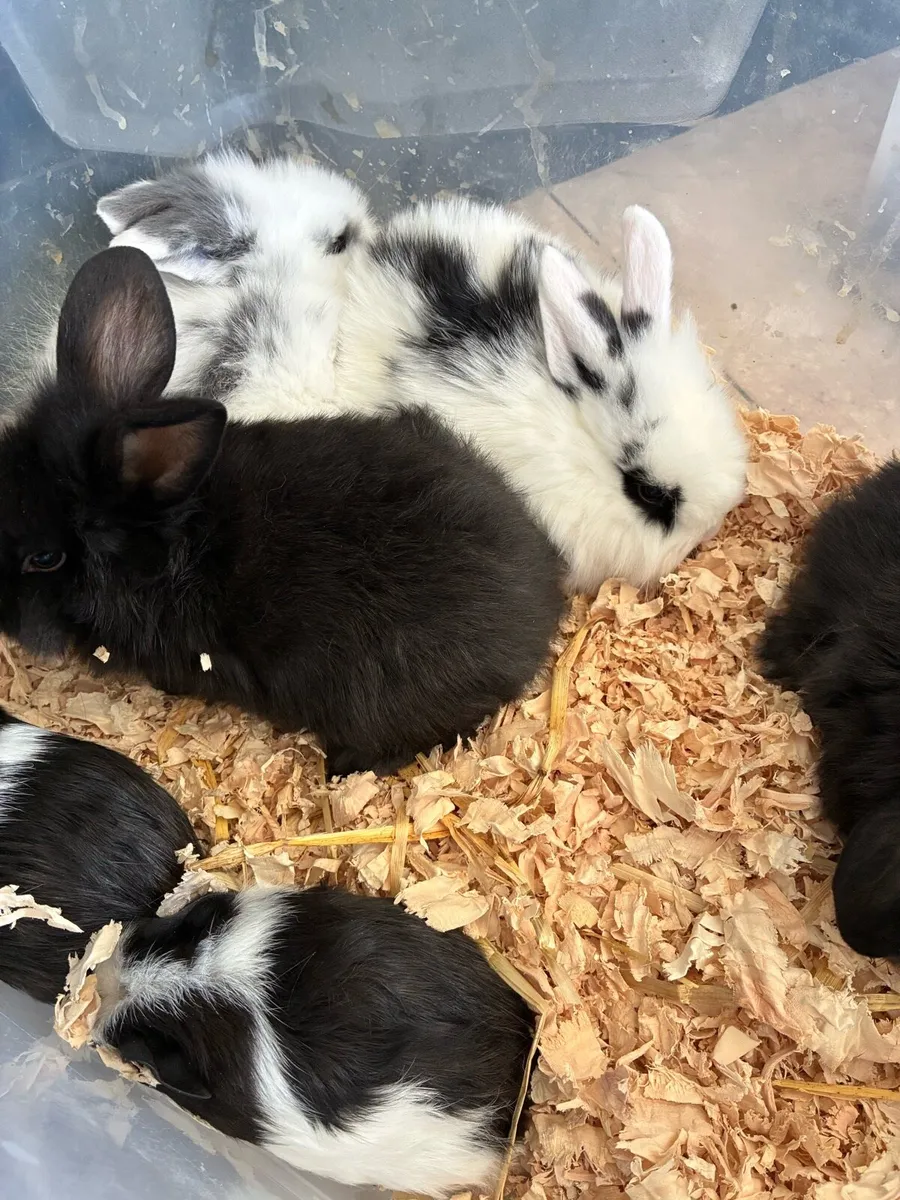 Baby rabbits - Image 2