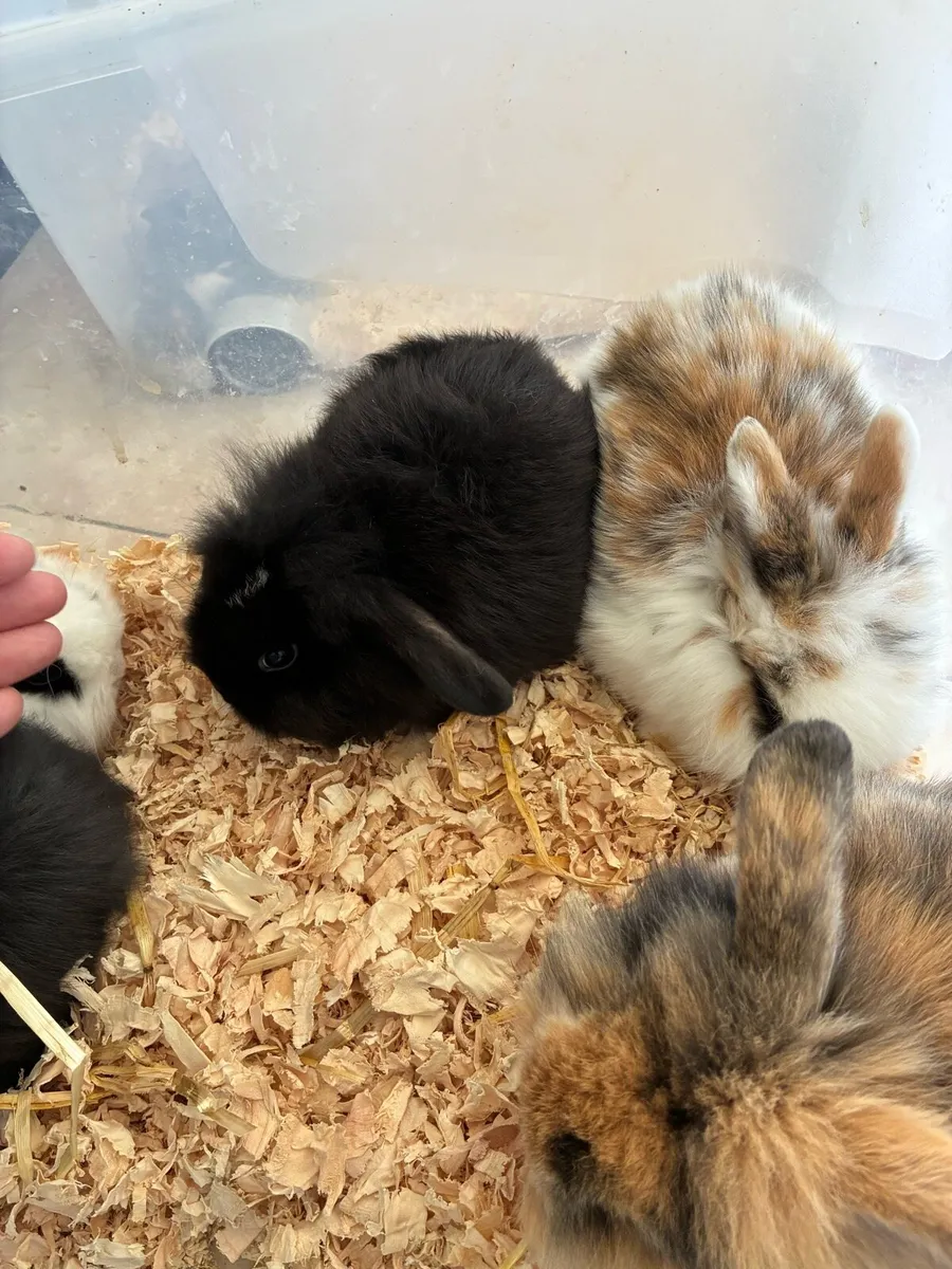 Baby rabbits - Image 3