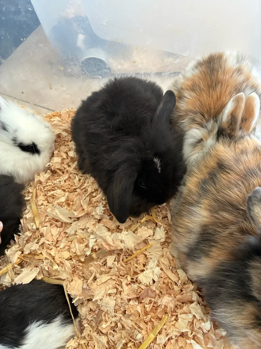 Baby rabbits - Image 4