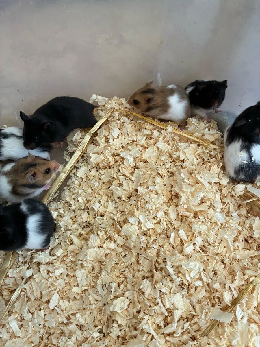 Syrian hamsters - Image 3