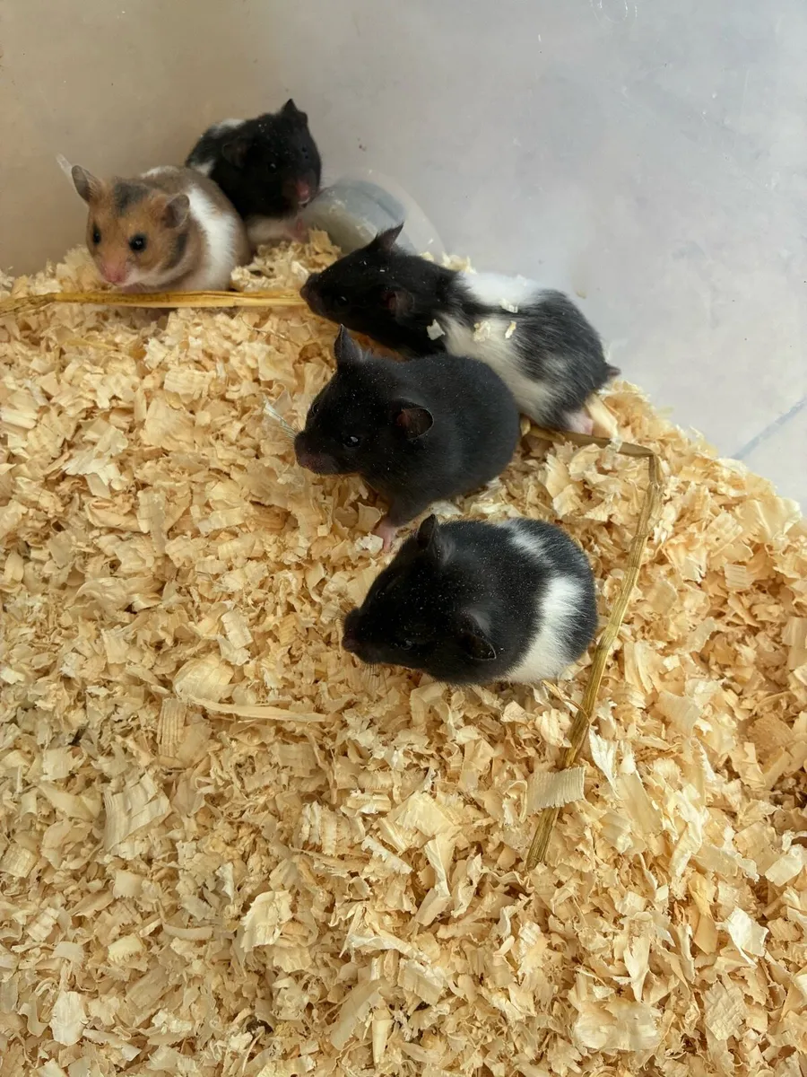 Syrian hamsters - Image 1