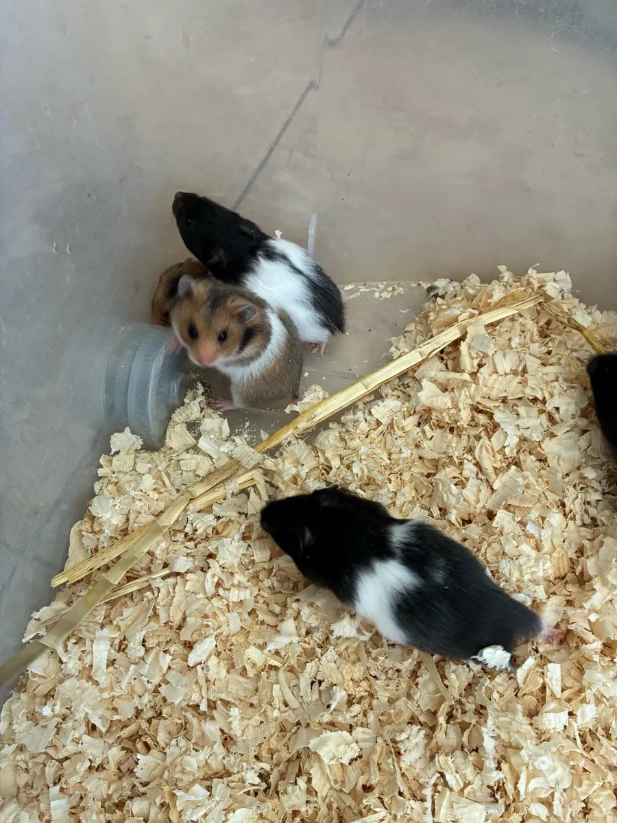 Syrian hamsters - Image 2
