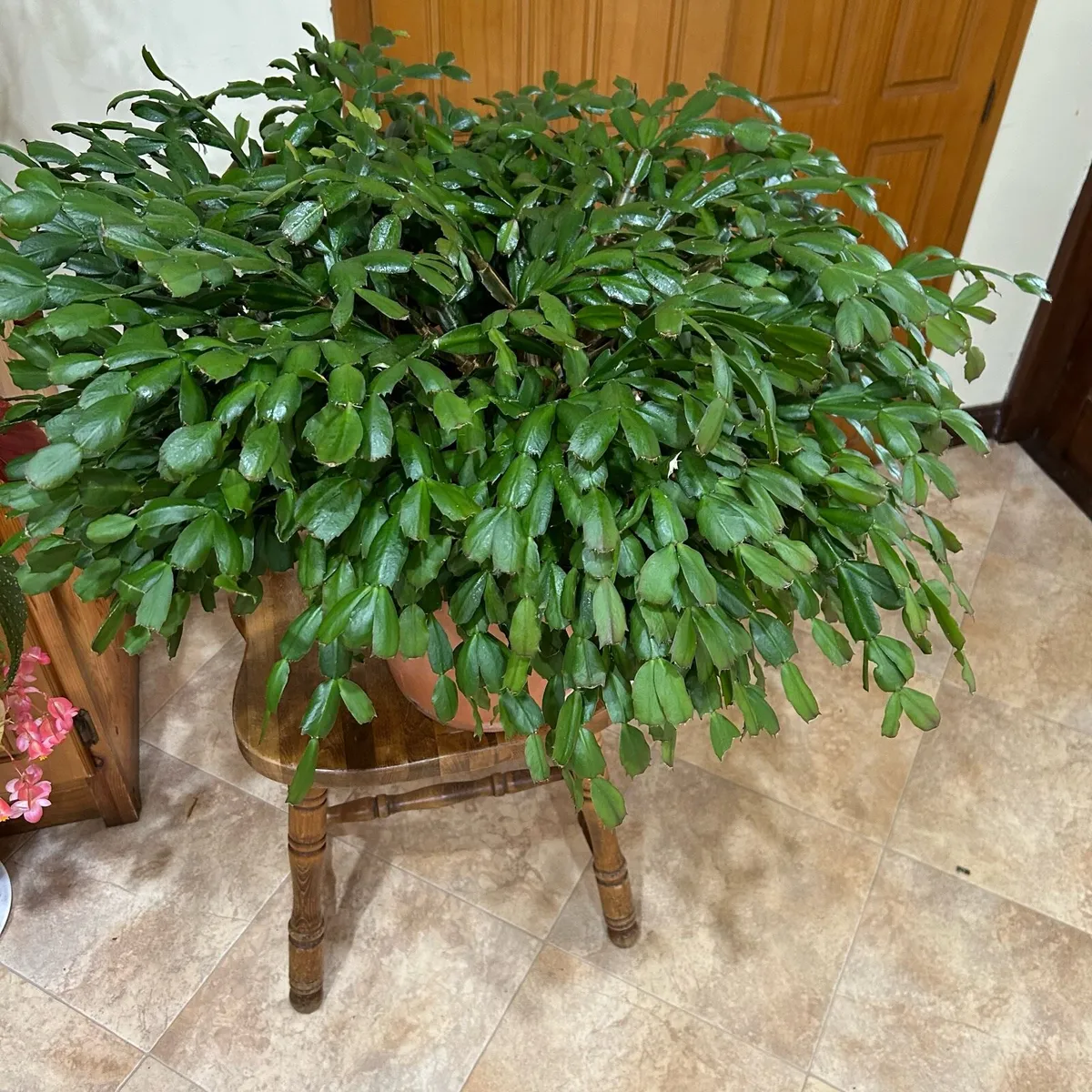 Mature Christmas cactus - Image 3