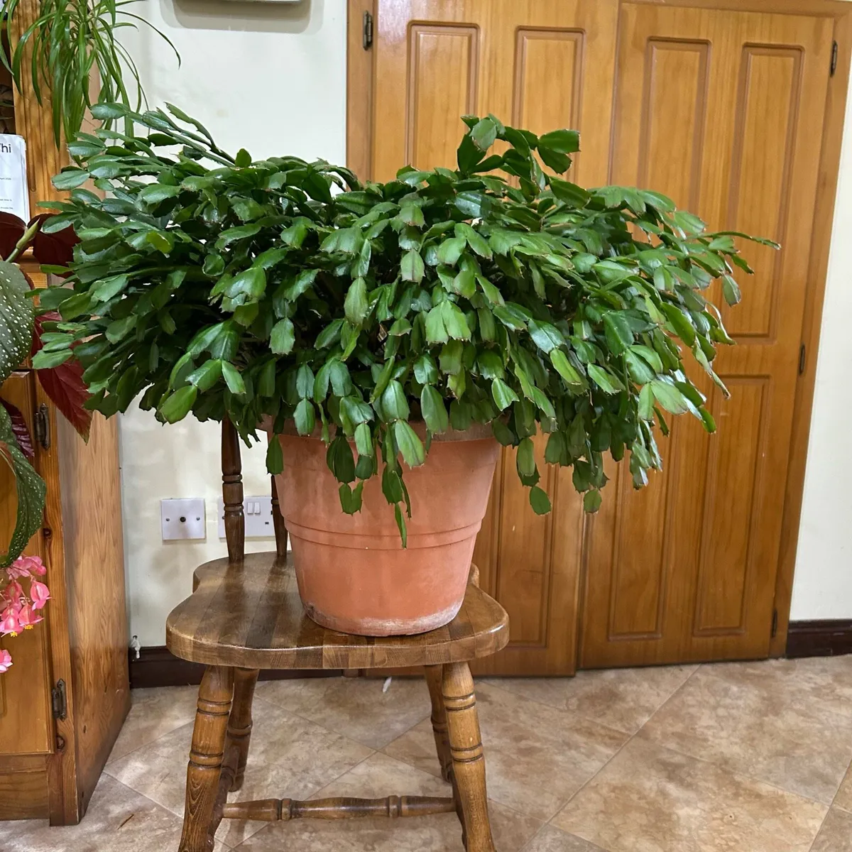Mature Christmas cactus - Image 1
