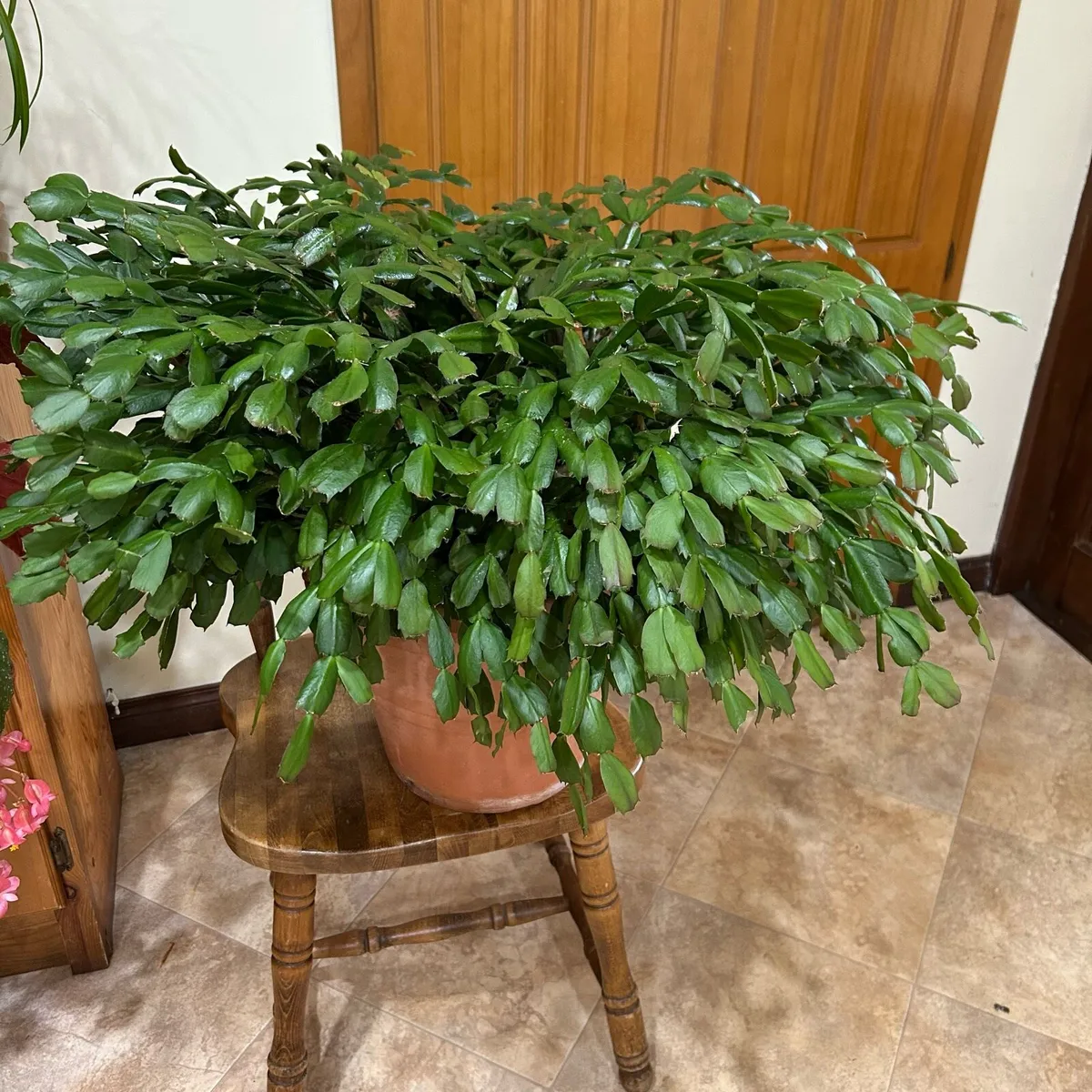 Mature Christmas cactus - Image 2