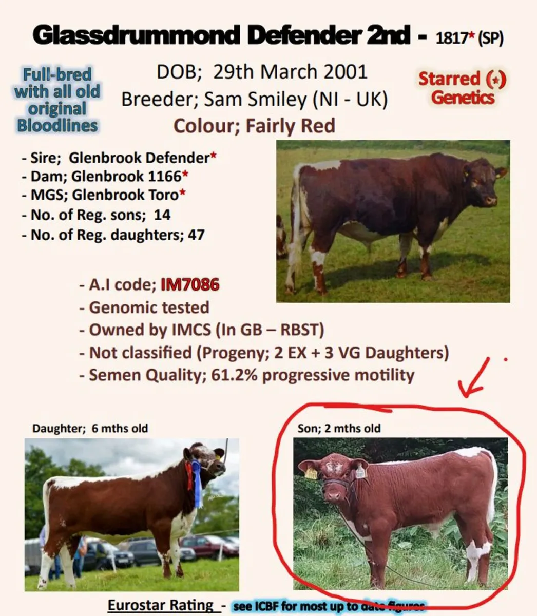 Irish Moiled Bull Pedigree Organic - Image 3