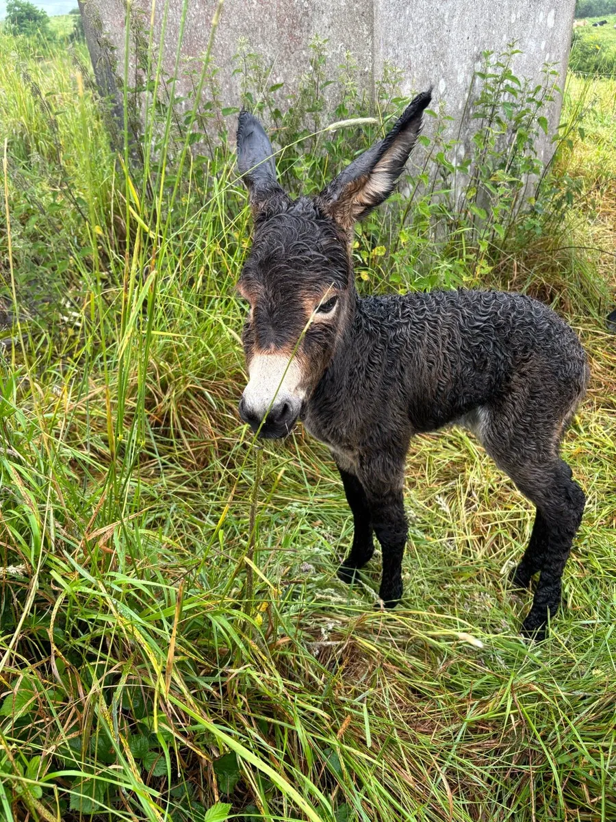 Donkey - Image 2