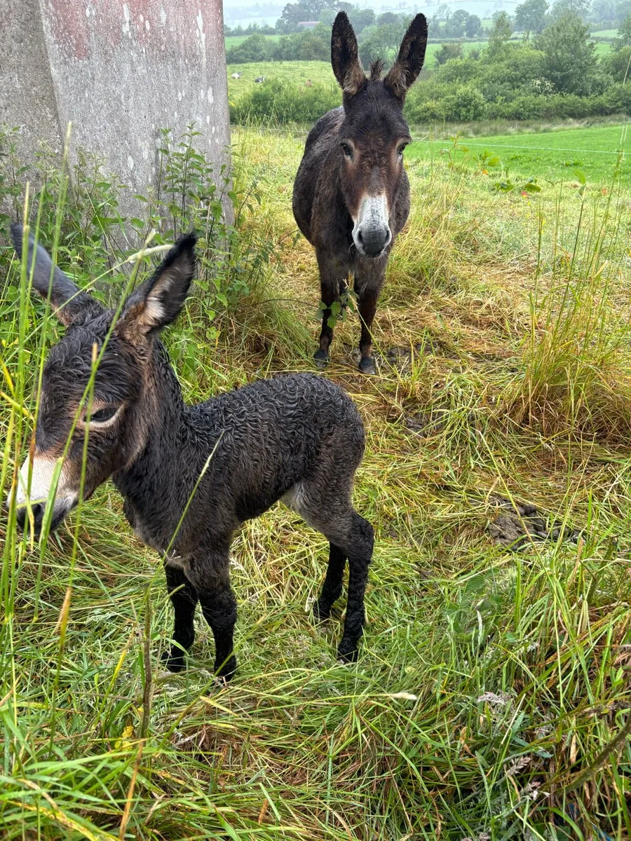 Donkey - Image 3
