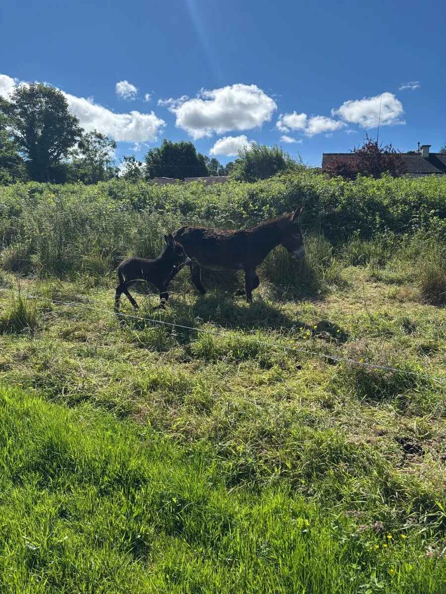 Donkey - Image 4
