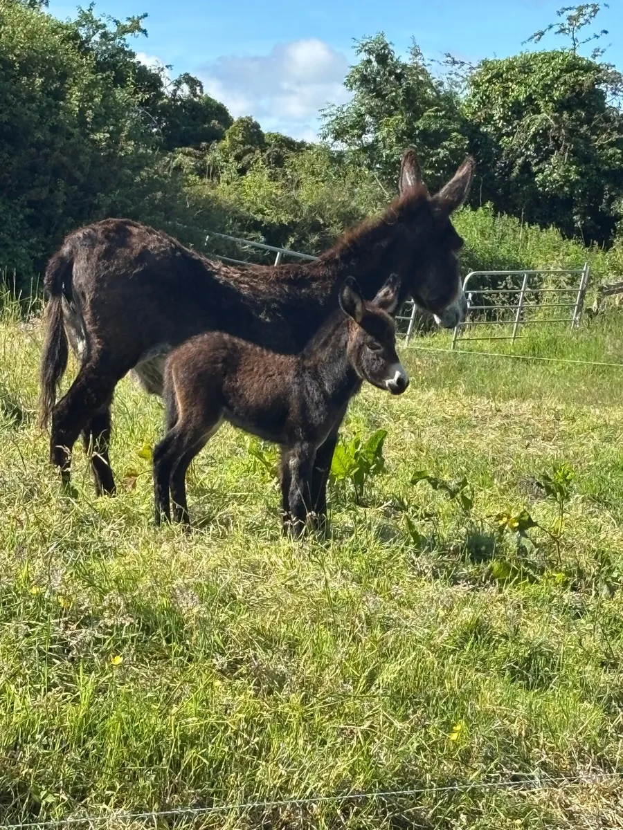 Donkey - Image 1