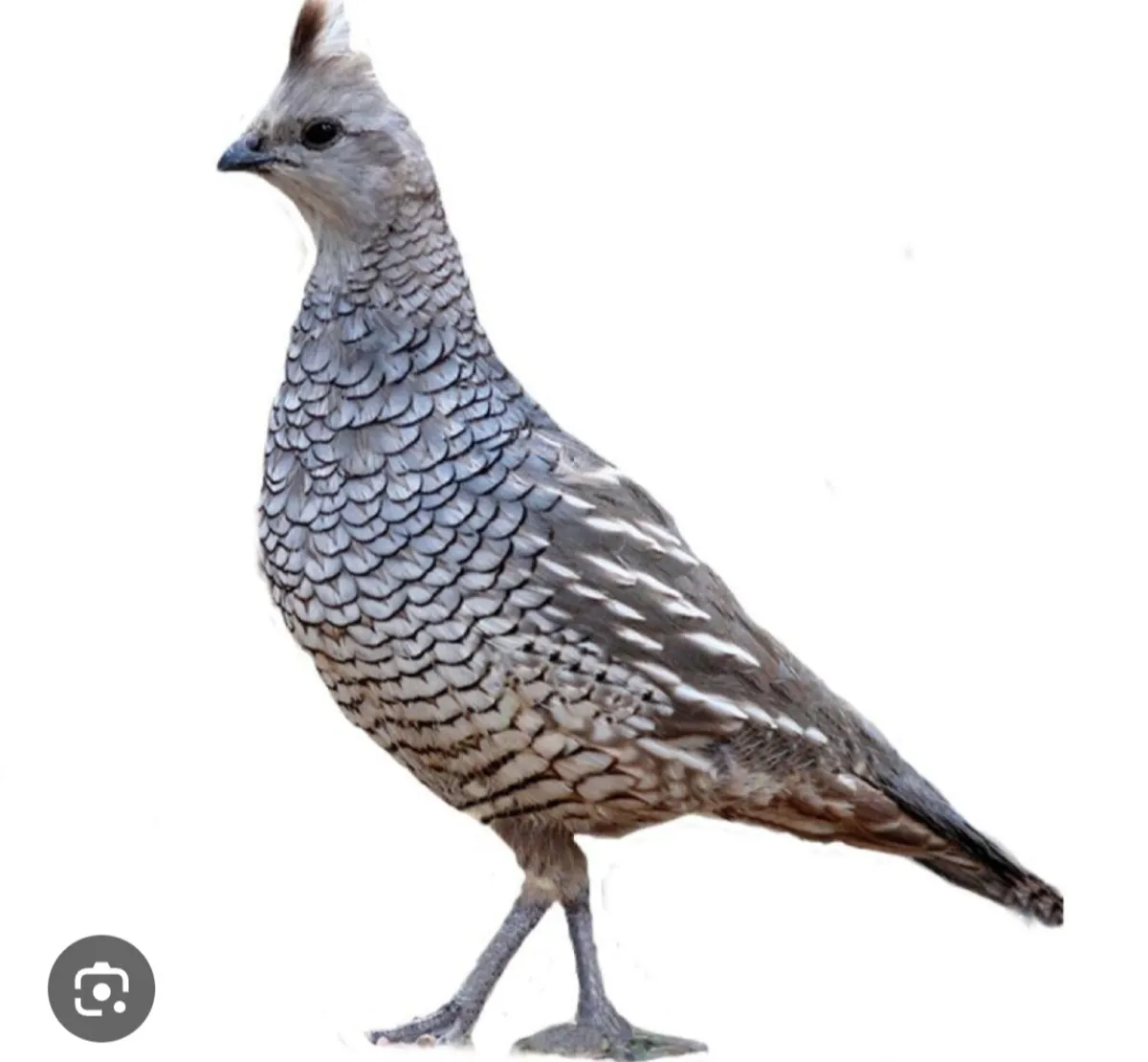 Blue Scale Quail