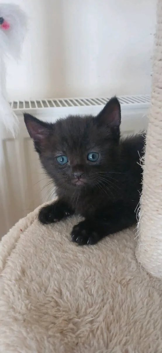 Kittens 💕 - Image 3