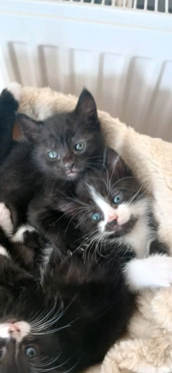 Kittens 💕 - Image 4