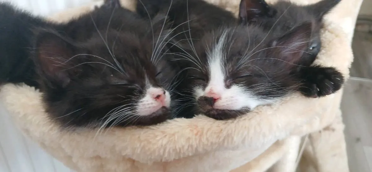 Kittens 💕 - Image 1