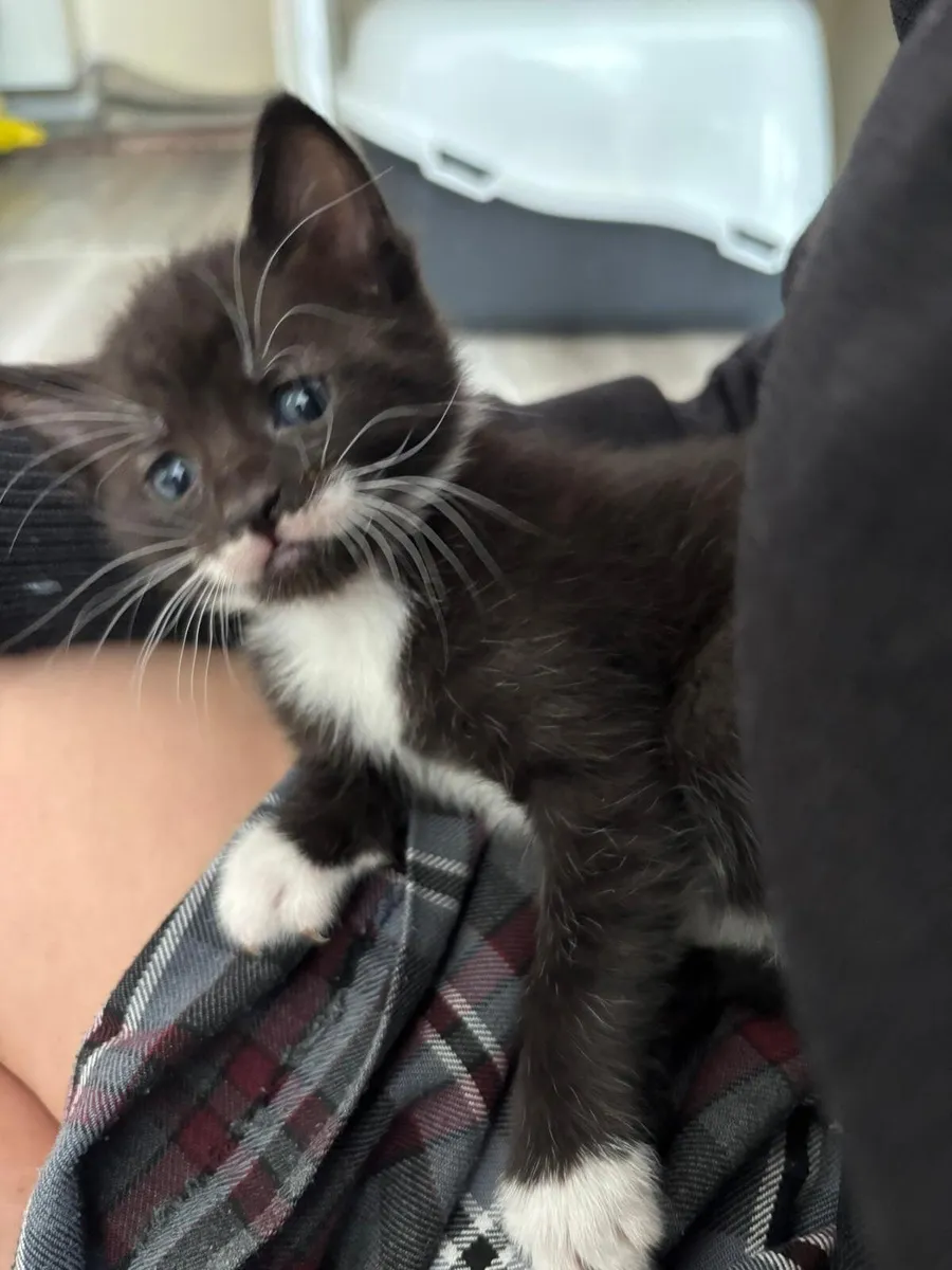 Kittens 💕 - Image 2