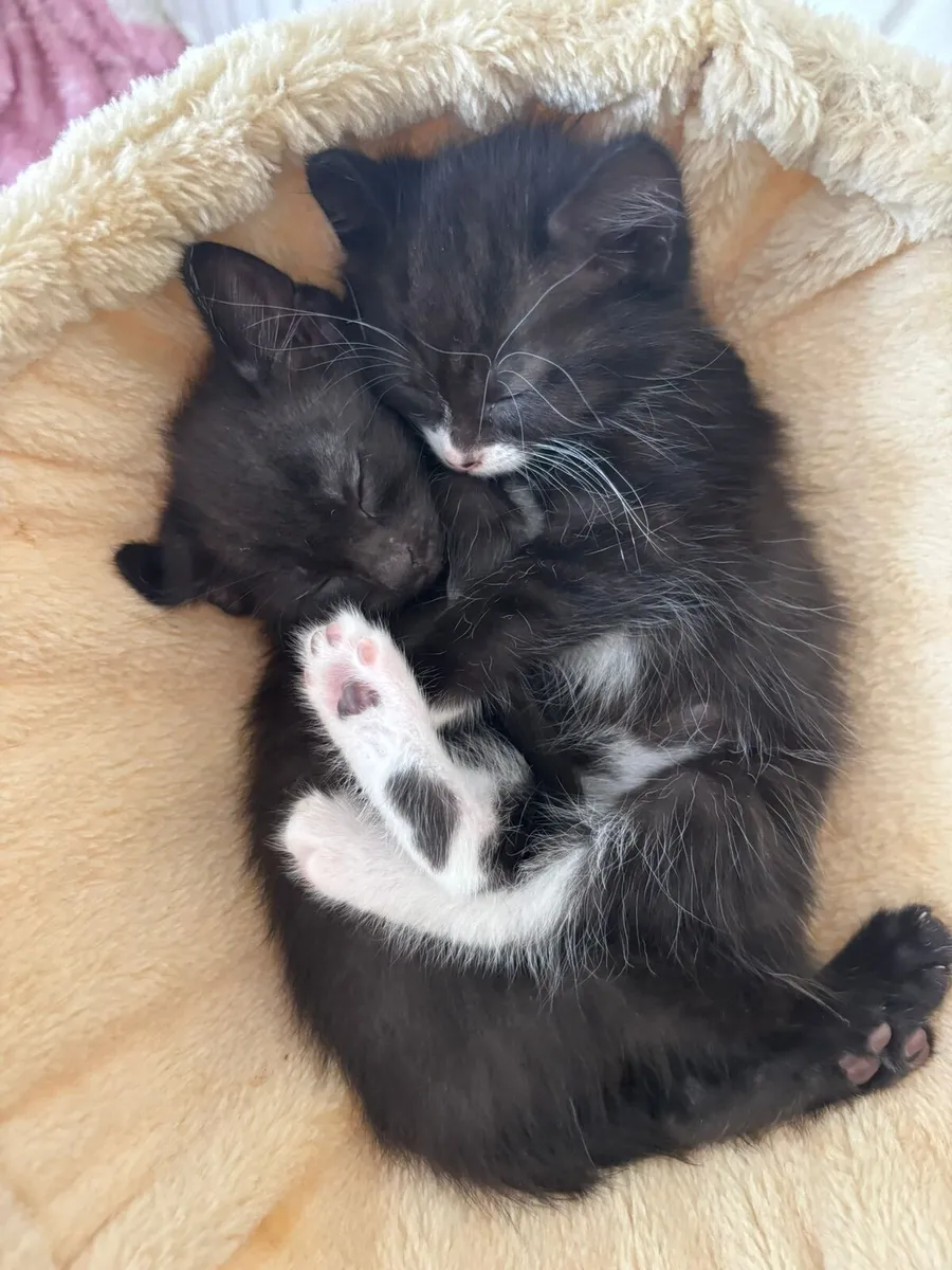 Kittens 💕 - Image 4