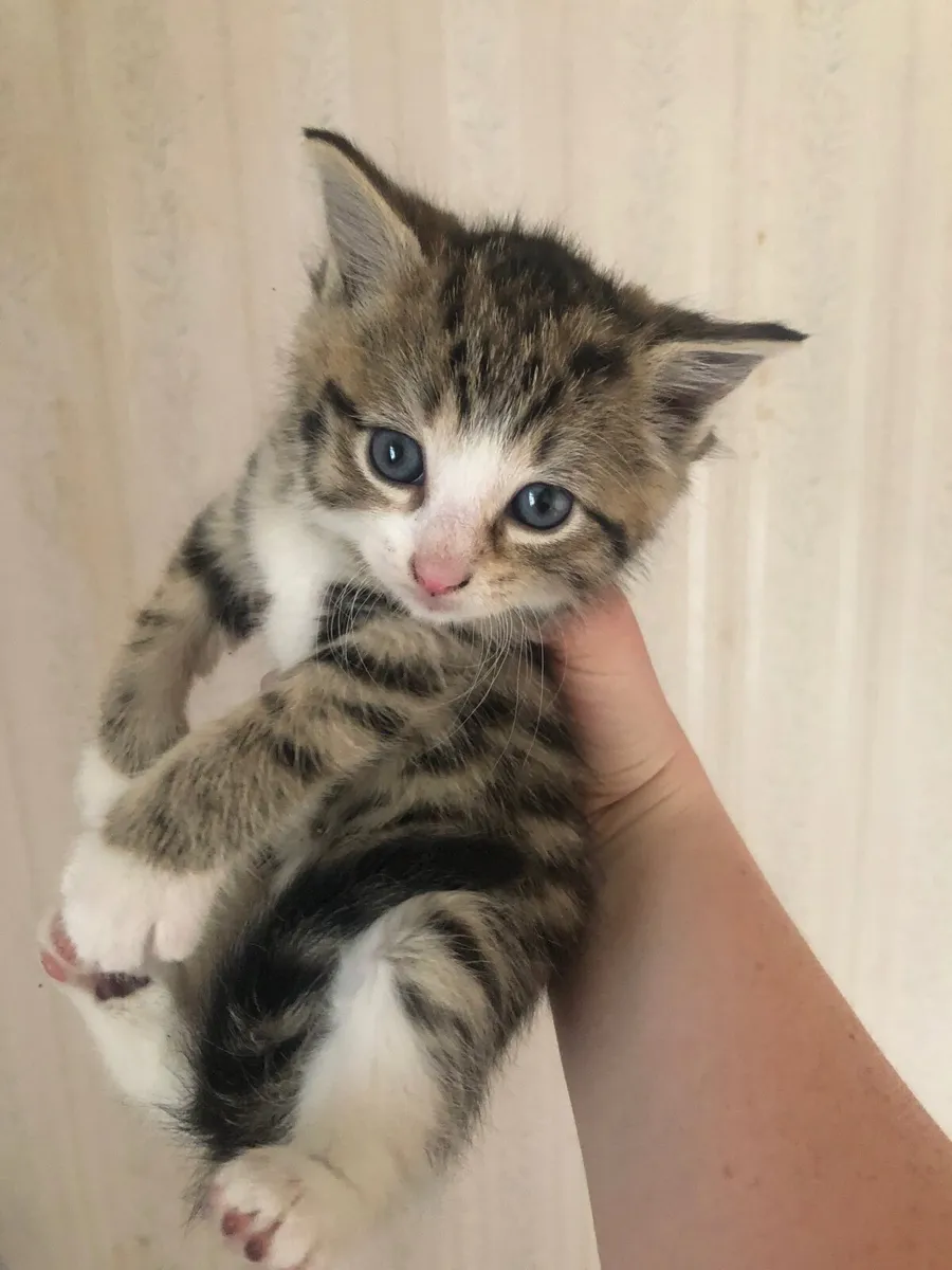 Kittens