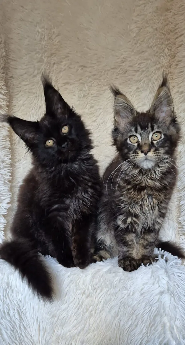 Maine Coon - Image 3