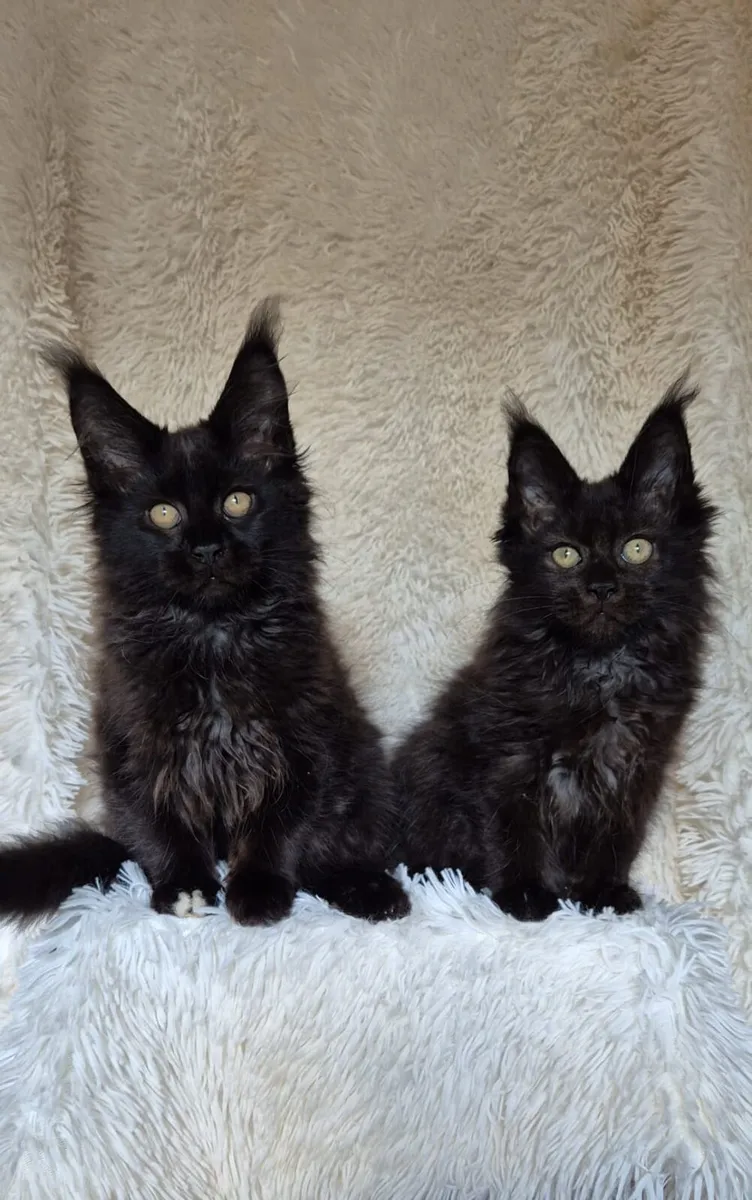 Maine Coon - Image 1