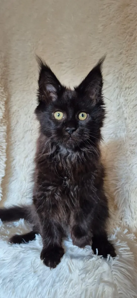Maine Coon - Image 4