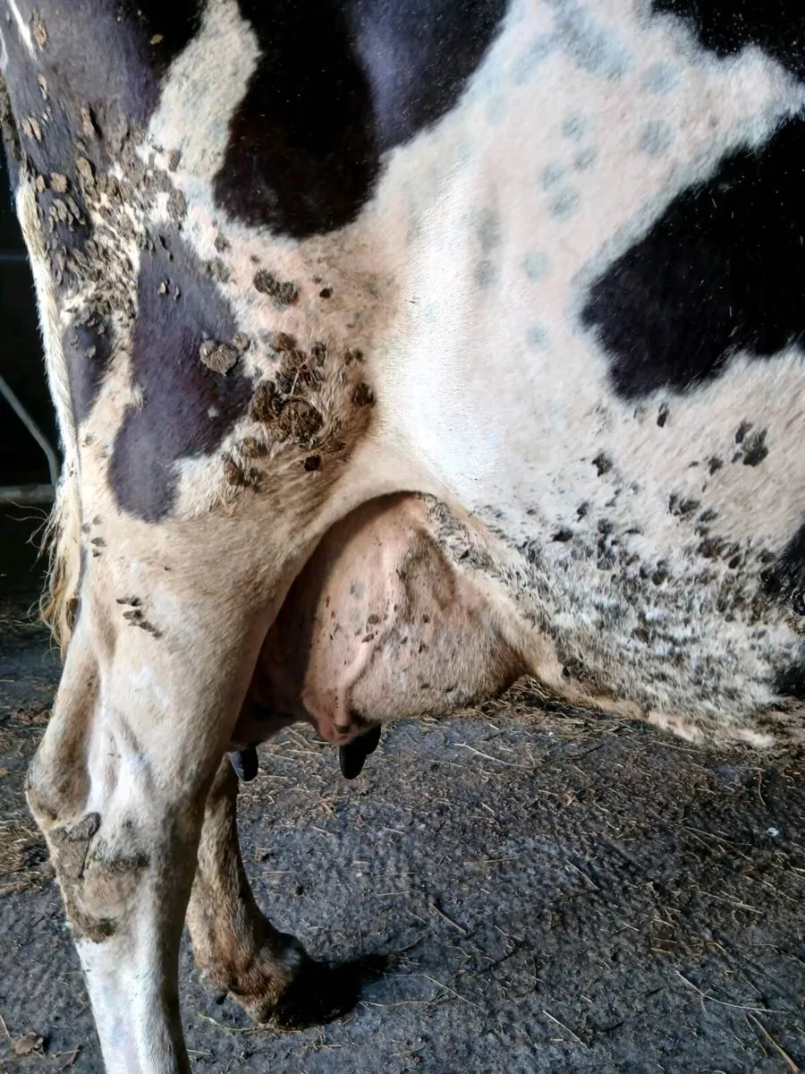 Foster cow - Image 2