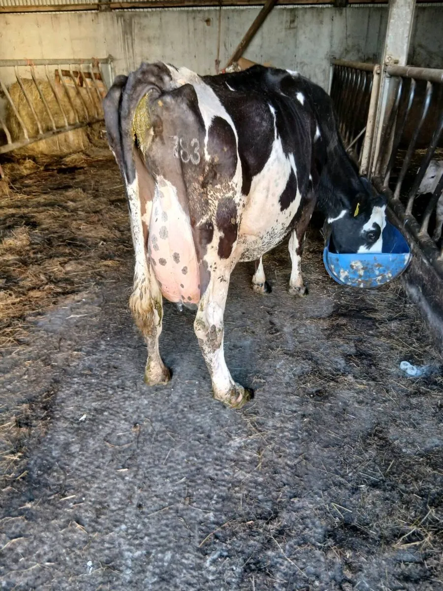 Foster cow - Image 3