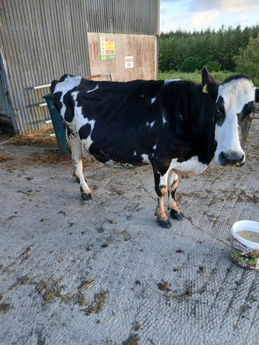 Foster cow - Image 1
