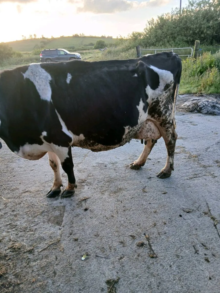 Foster cow - Image 4