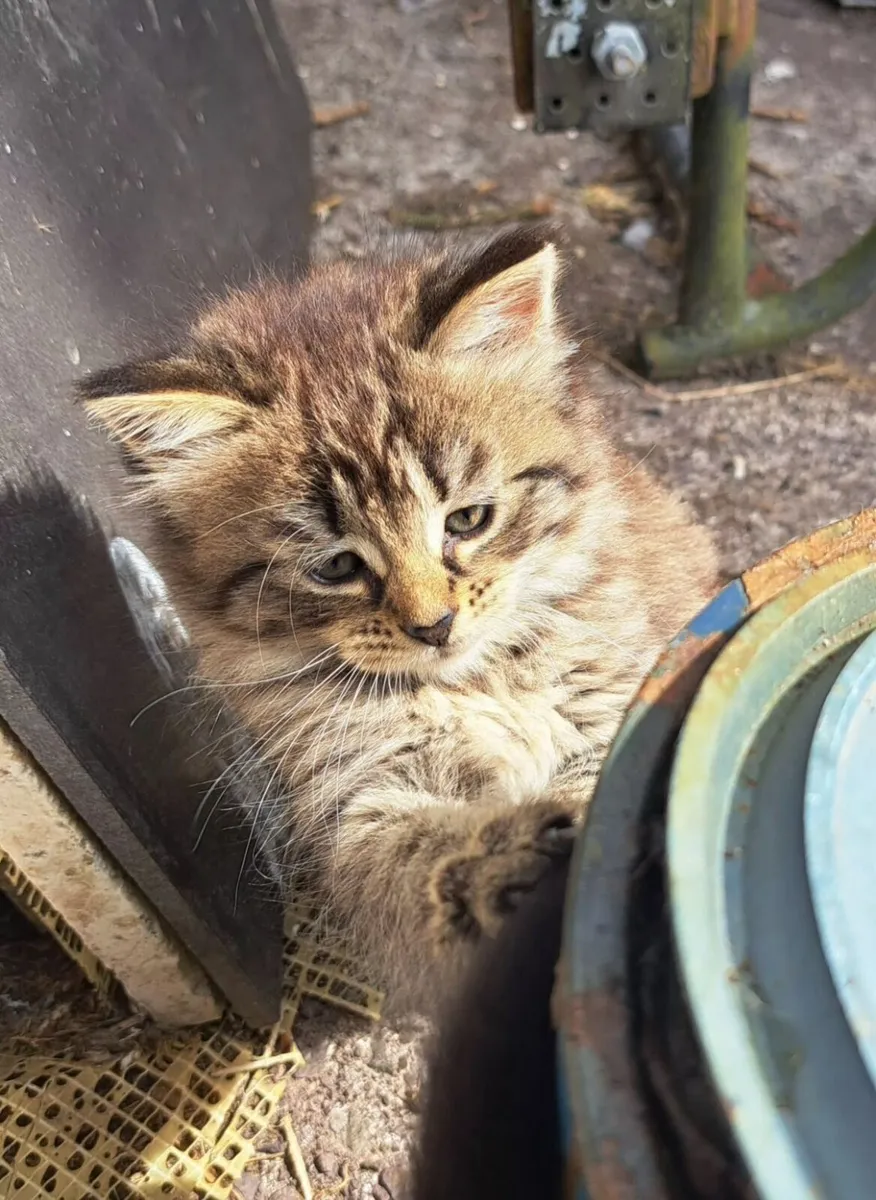 Kittens - Image 1