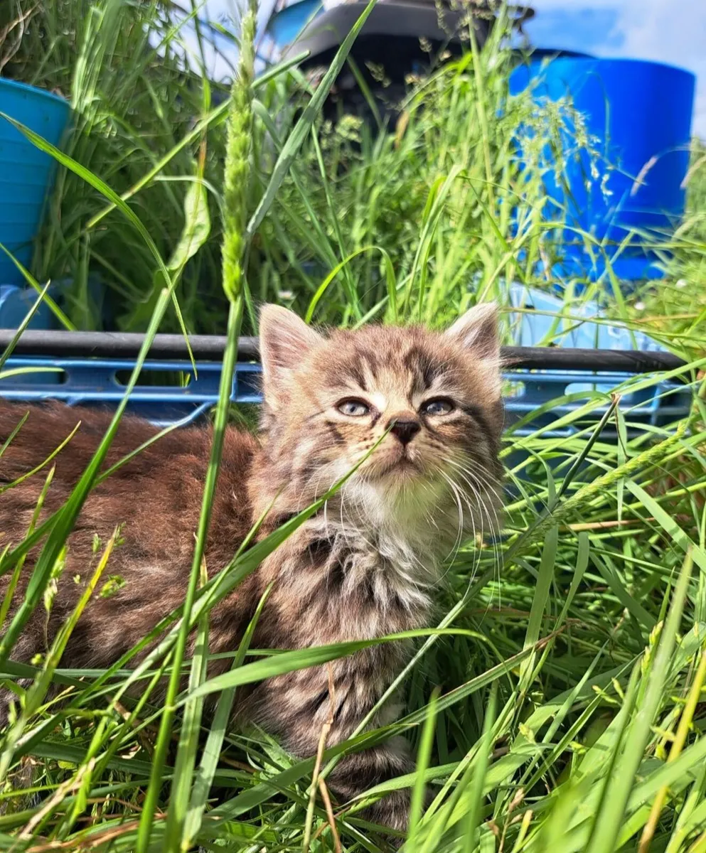 Kittens - Image 2