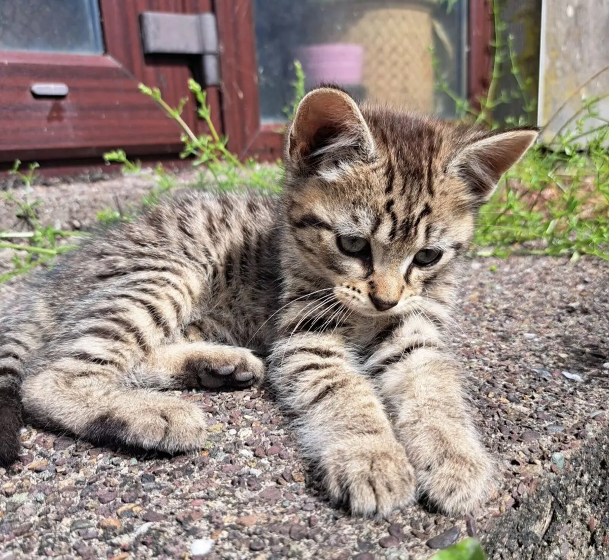Kittens - Image 4