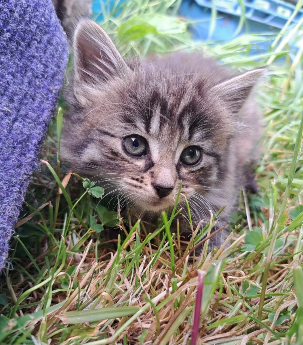 Kittens - Image 3