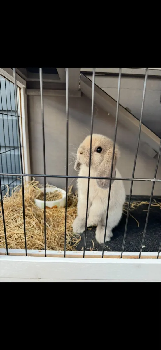 Mini lop rabbit - Image 3