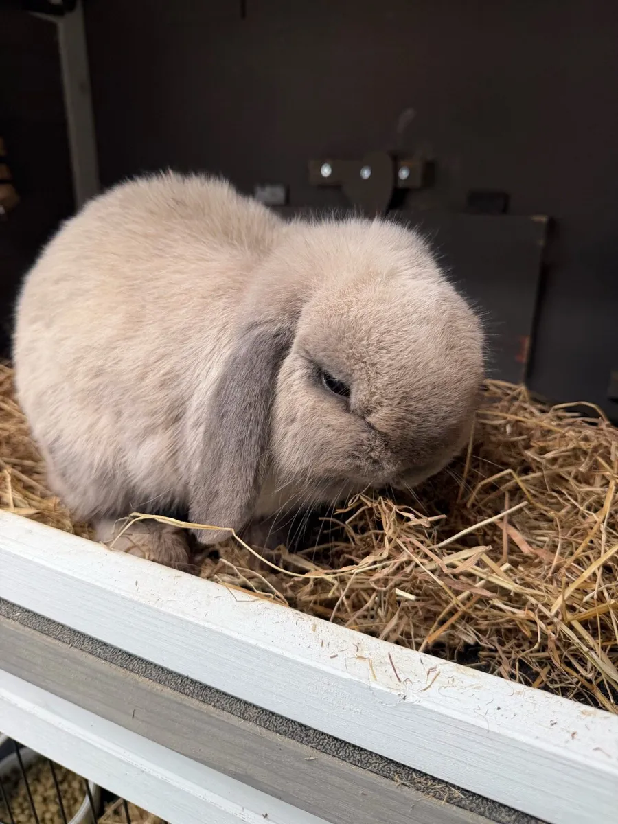 Mini lop rabbit - Image 4