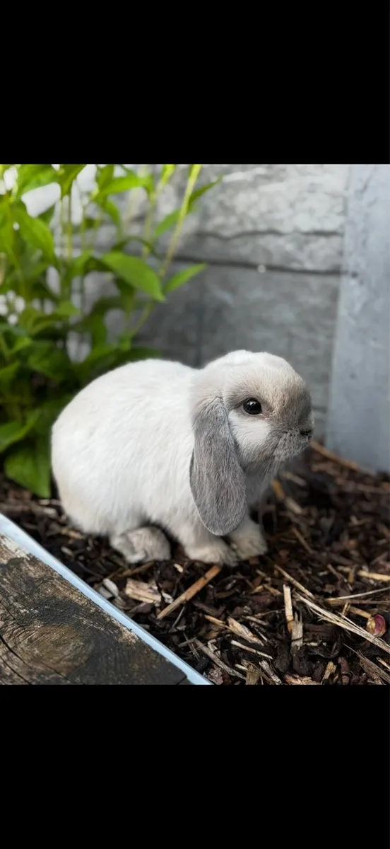 Mini lop rabbit - Image 1