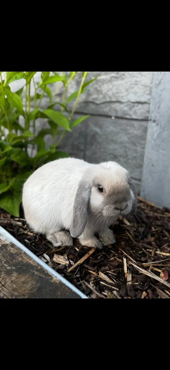 Mini lop rabbit - Image 2