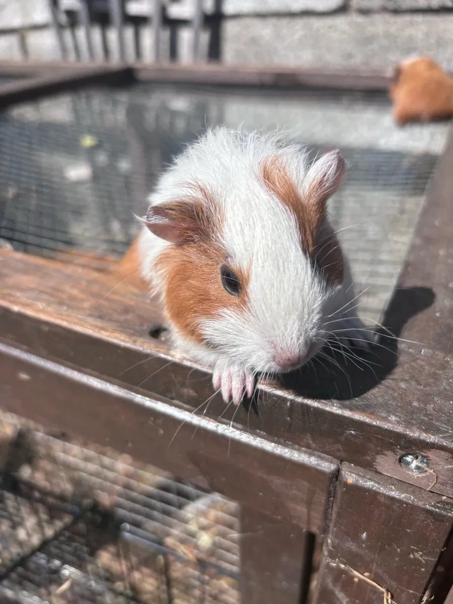 Guinea pigs - Image 1