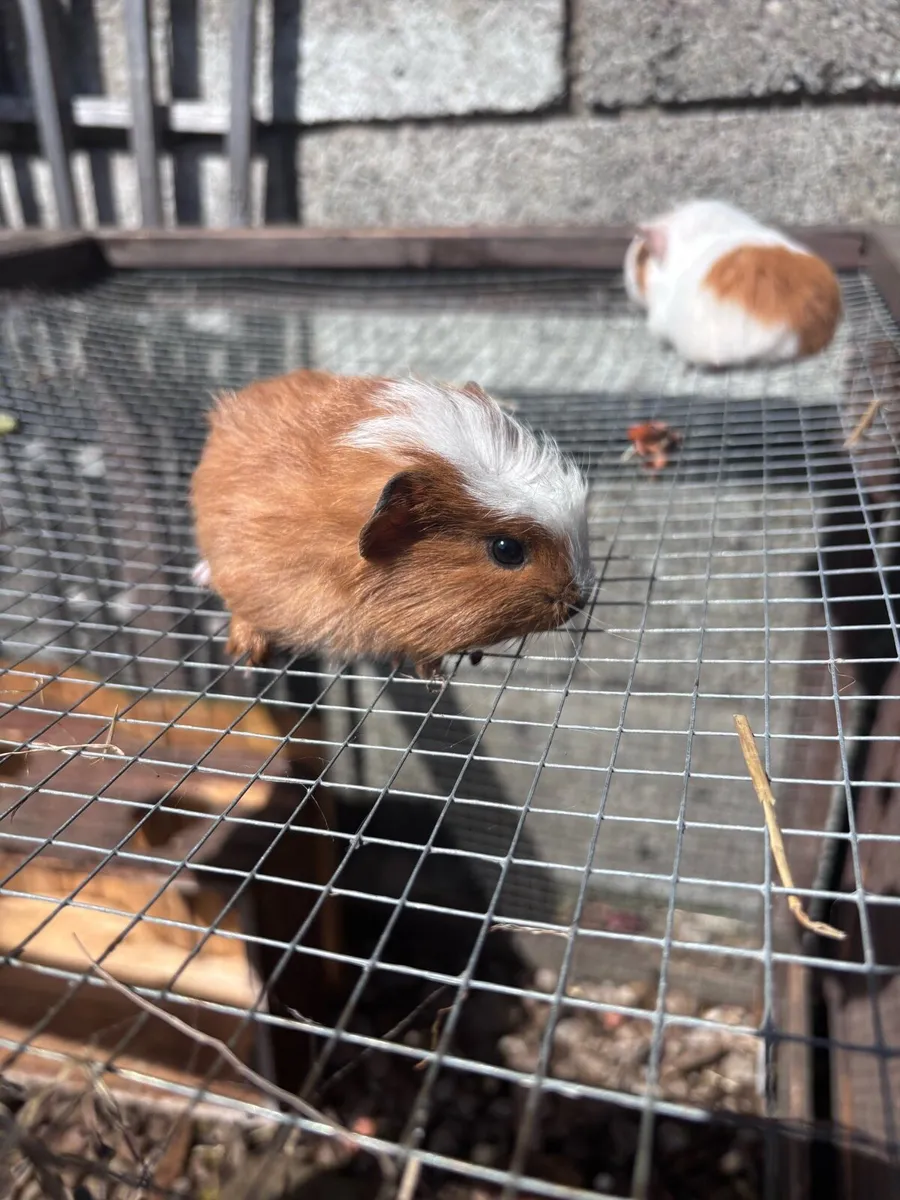 Guinea pigs - Image 2