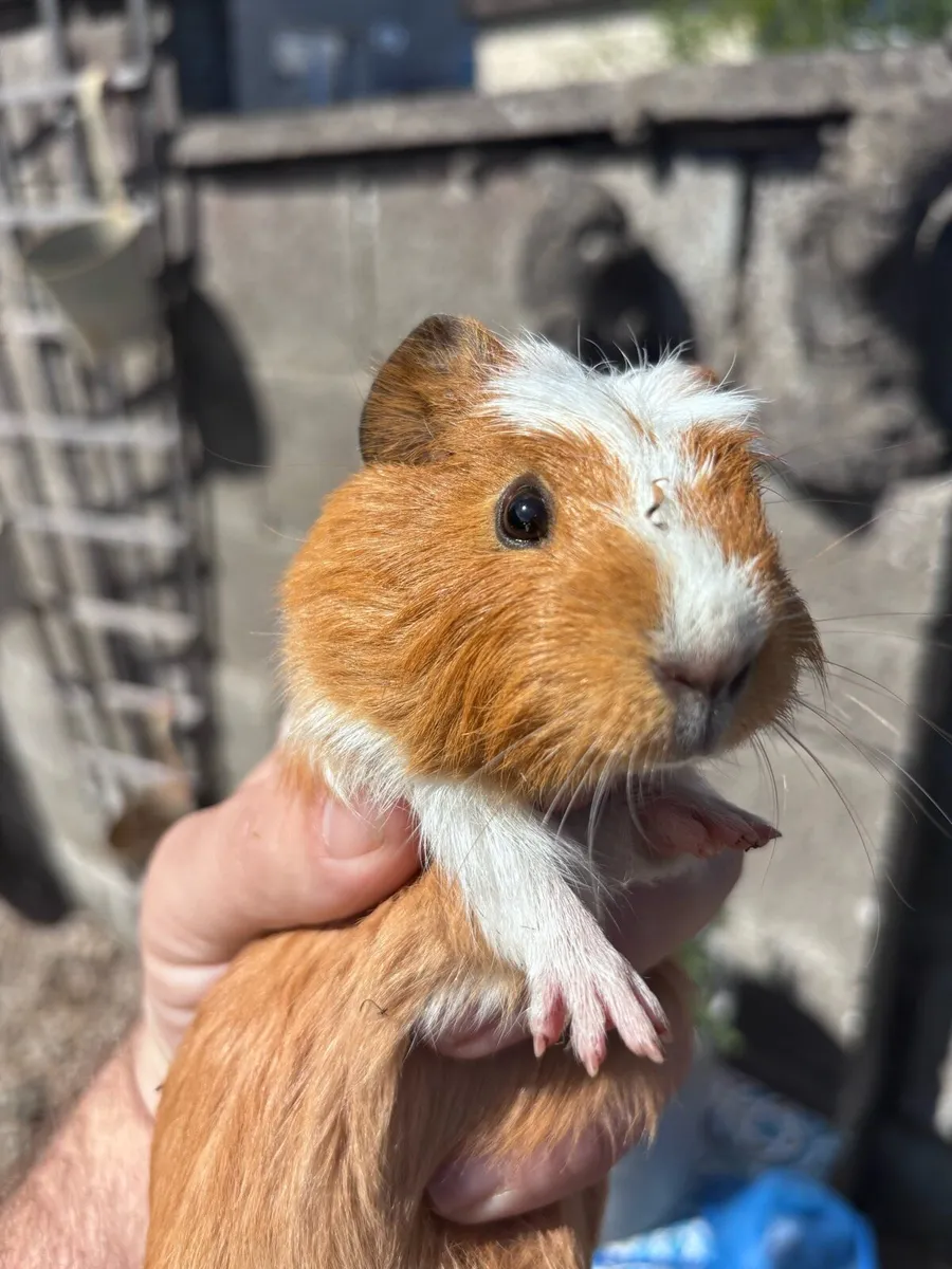 Guinea pigs - Image 3